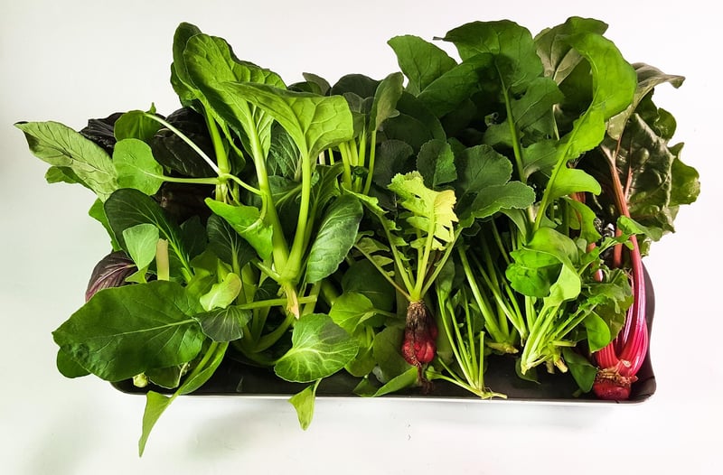 Hydroponic Vertical Garden